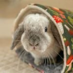 small rabbit tunnel hideout