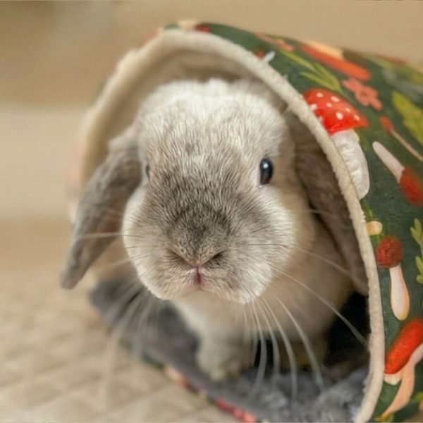 small rabbit tunnel hideout