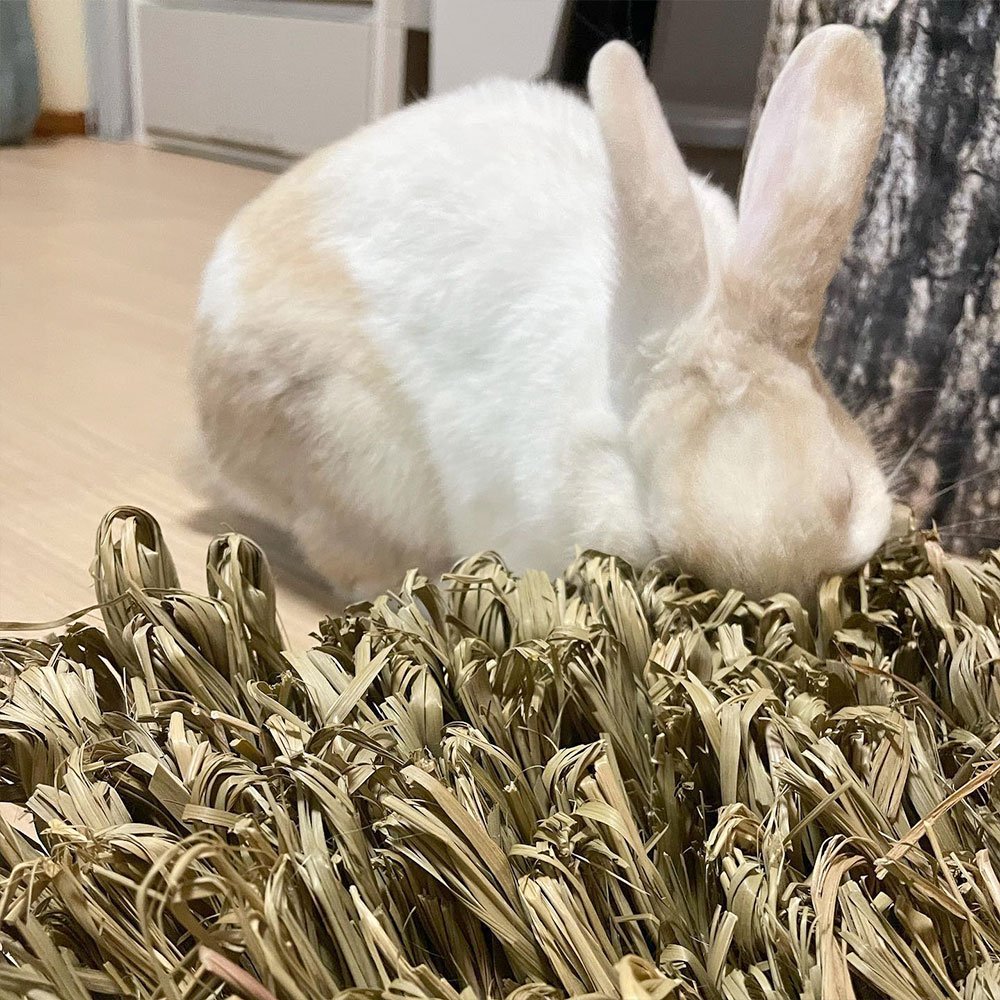 Rabbit Forage Mat