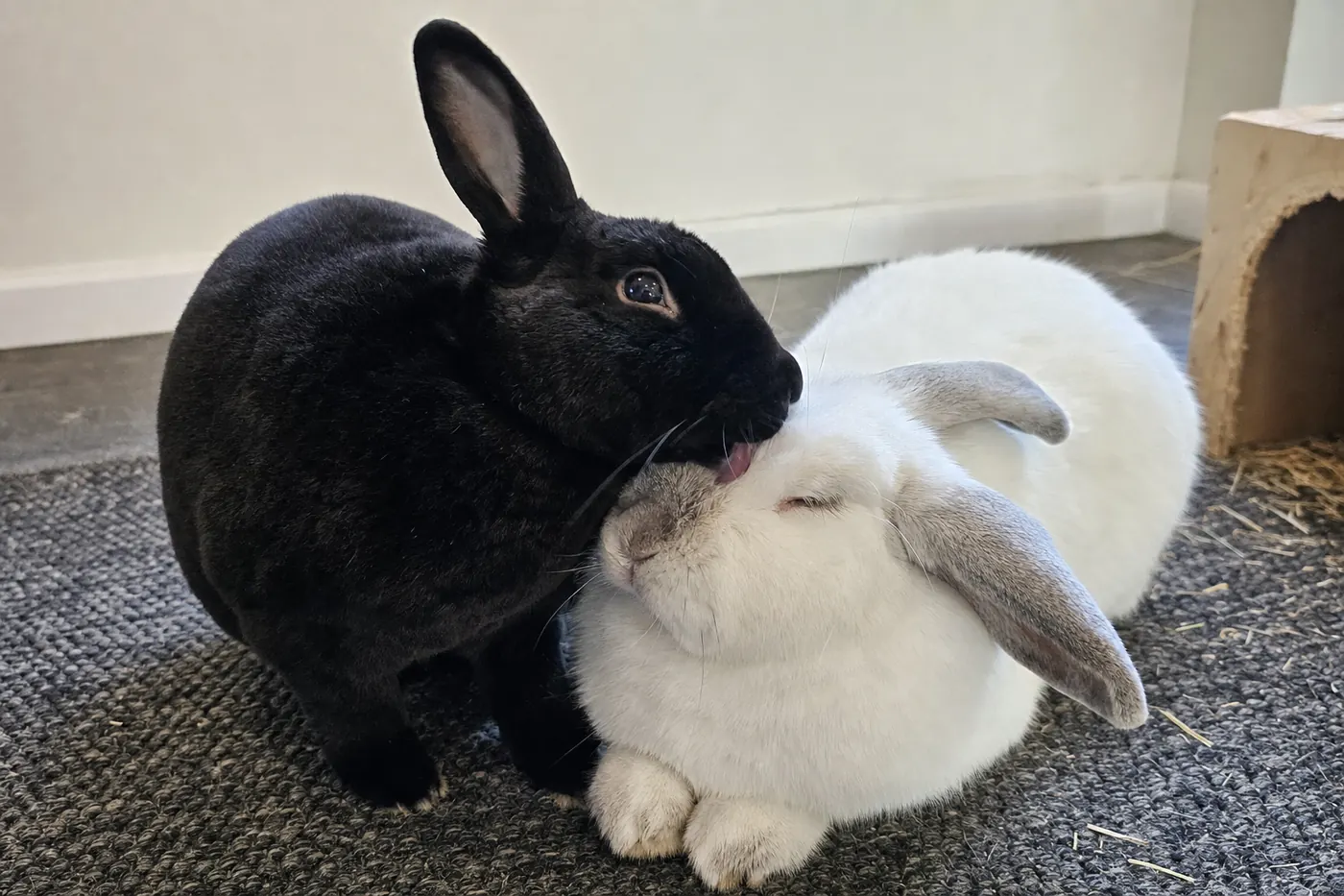 A black rabbit gently grooming a white rabbit with light gray ears on a dark woven rug.