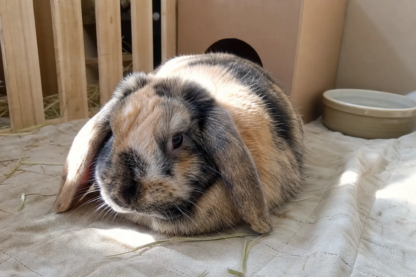 A cream, tan and charcoal harlequin lop rabbit resting on a quilted mat in a lived-in indoor rabbit area.