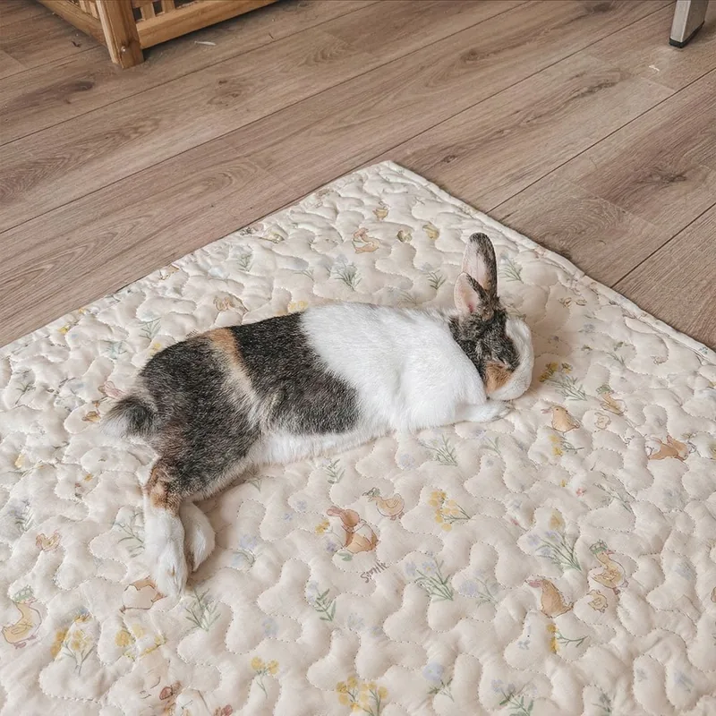 House rabbit relaxing on the beige padded Rabbit World non-slip mat.