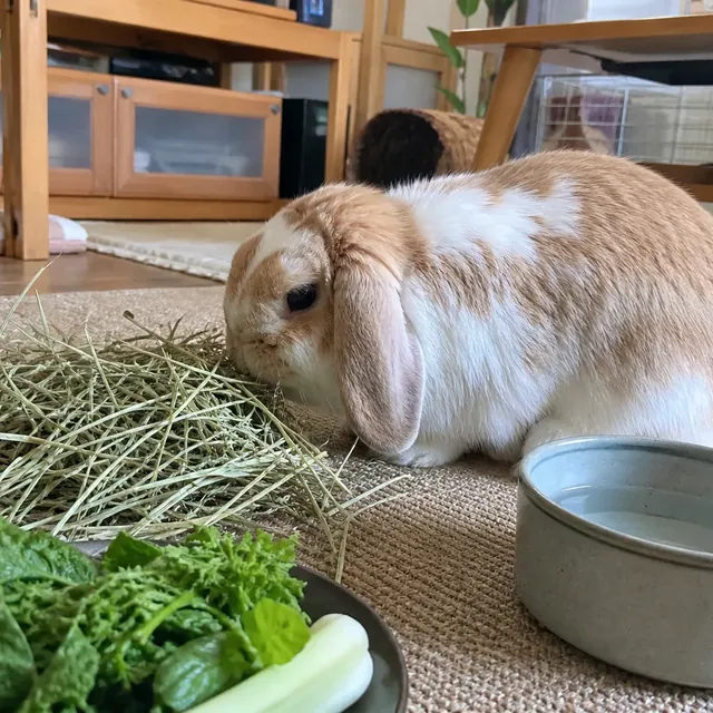 House rabbit eating hay beside fresh water and leafy greens