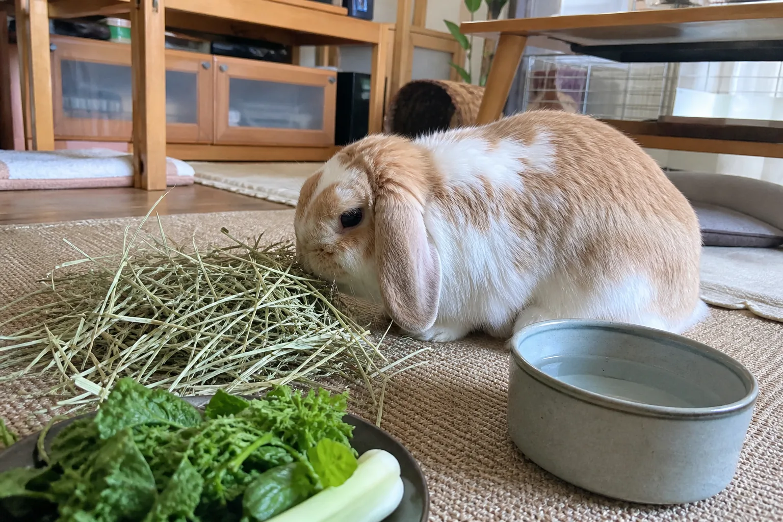 A house rabbit eating hay beside a water bowl and a small plate of leafy greens