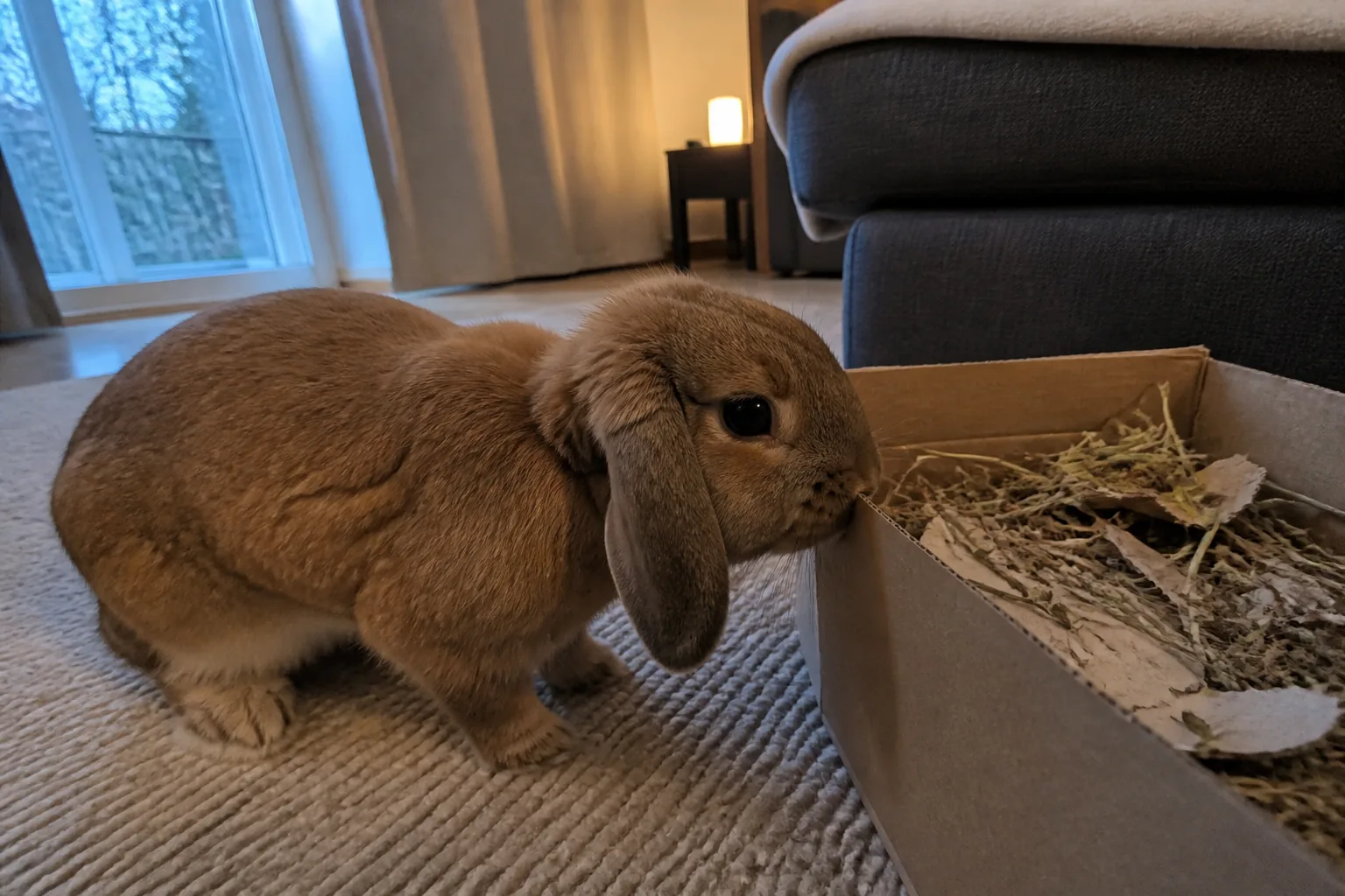 A house rabbit foraging in a cardboard box during the early morning