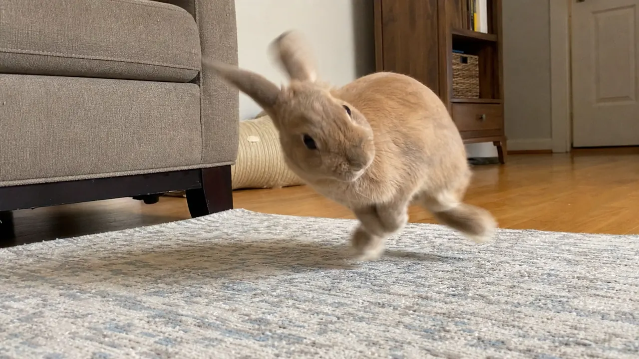 Brown rabbit captured doing a small natural binky above a soft rug.