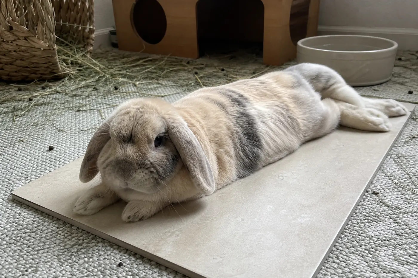 A relaxed lop rabbit splooting naturally on a large pale ceramic tile.