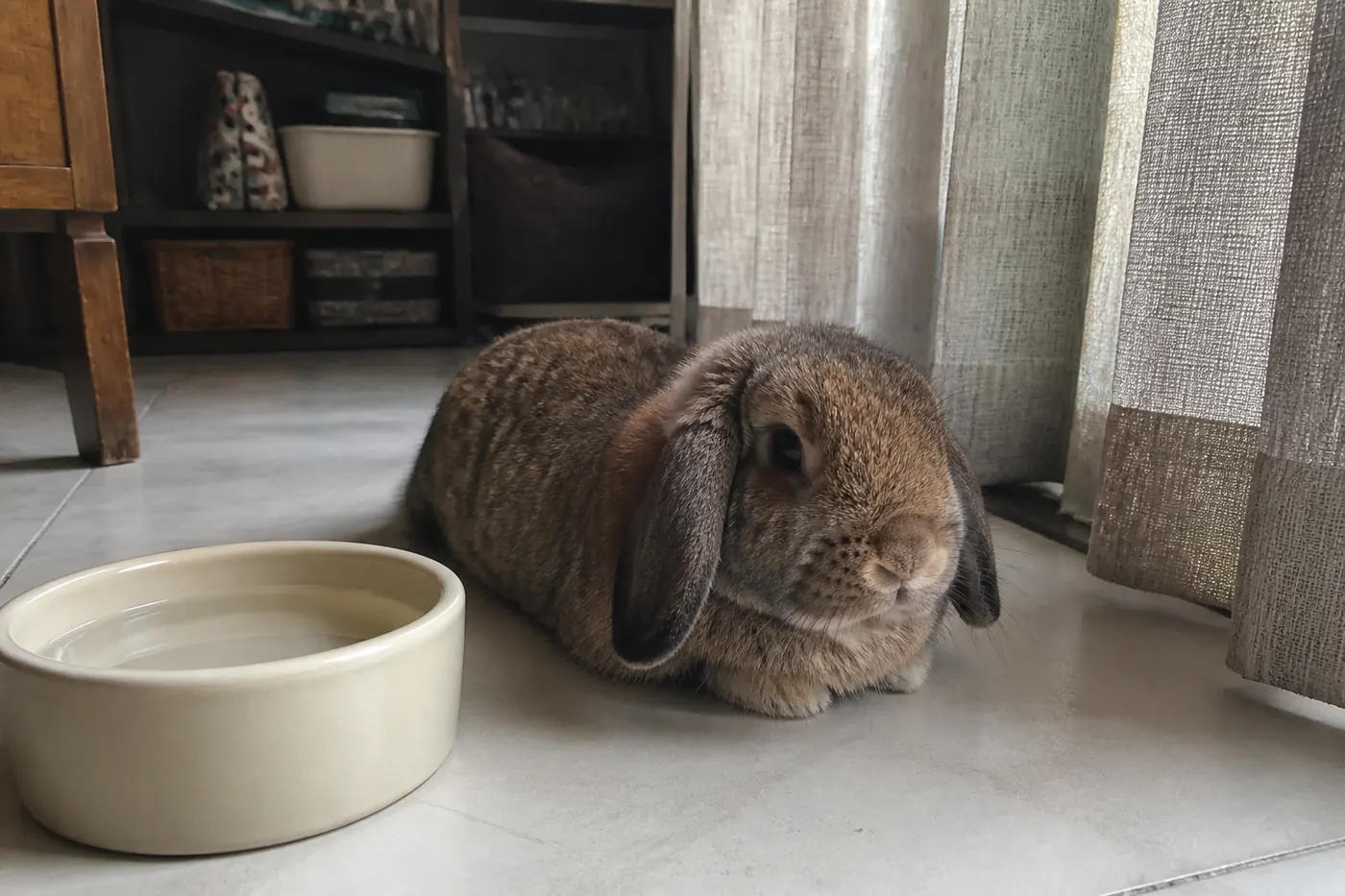 How to Keep Your Rabbit Cool