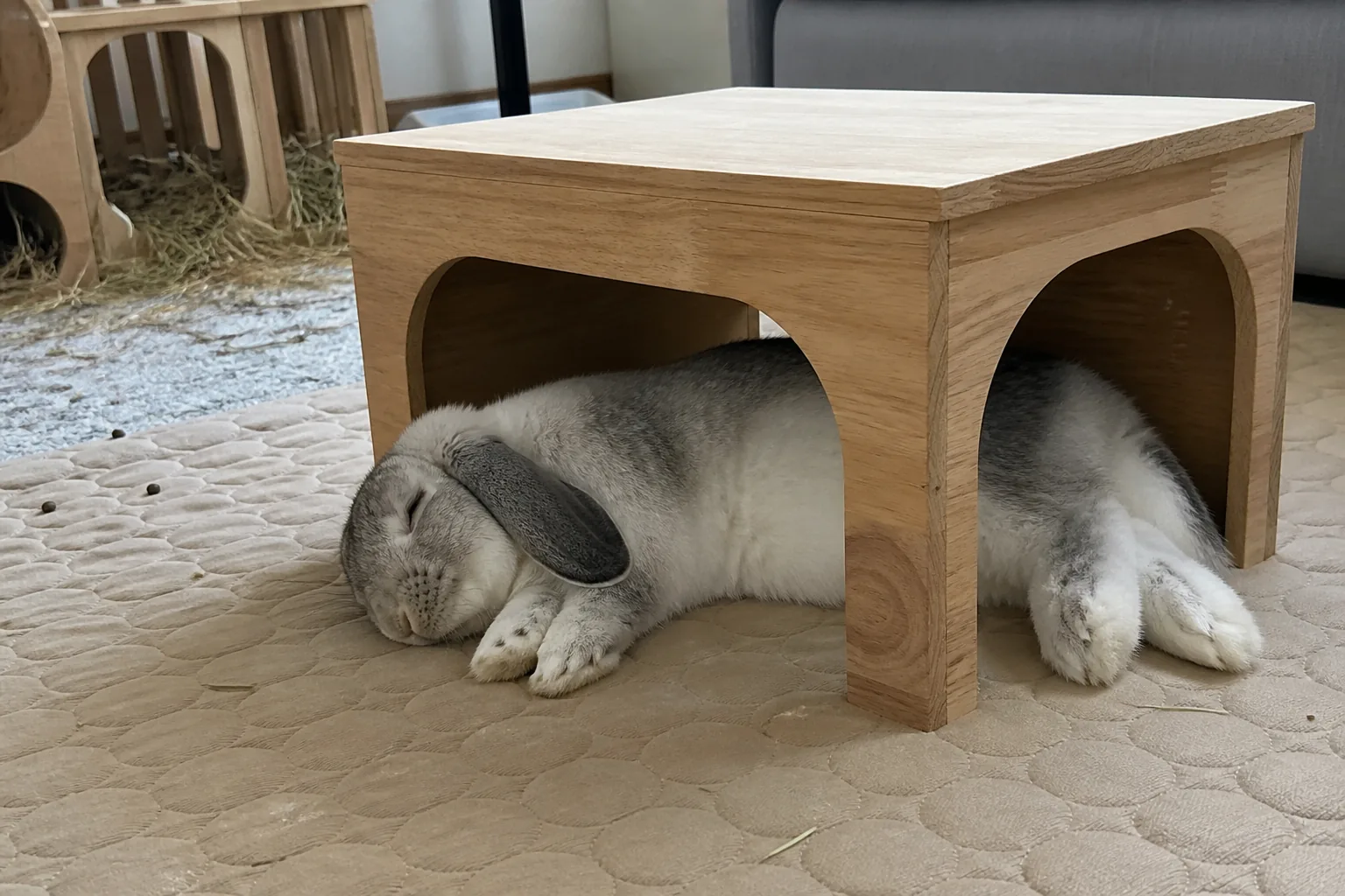 A grey and white lop rabbit deeply asleep beside an open wooden hideout