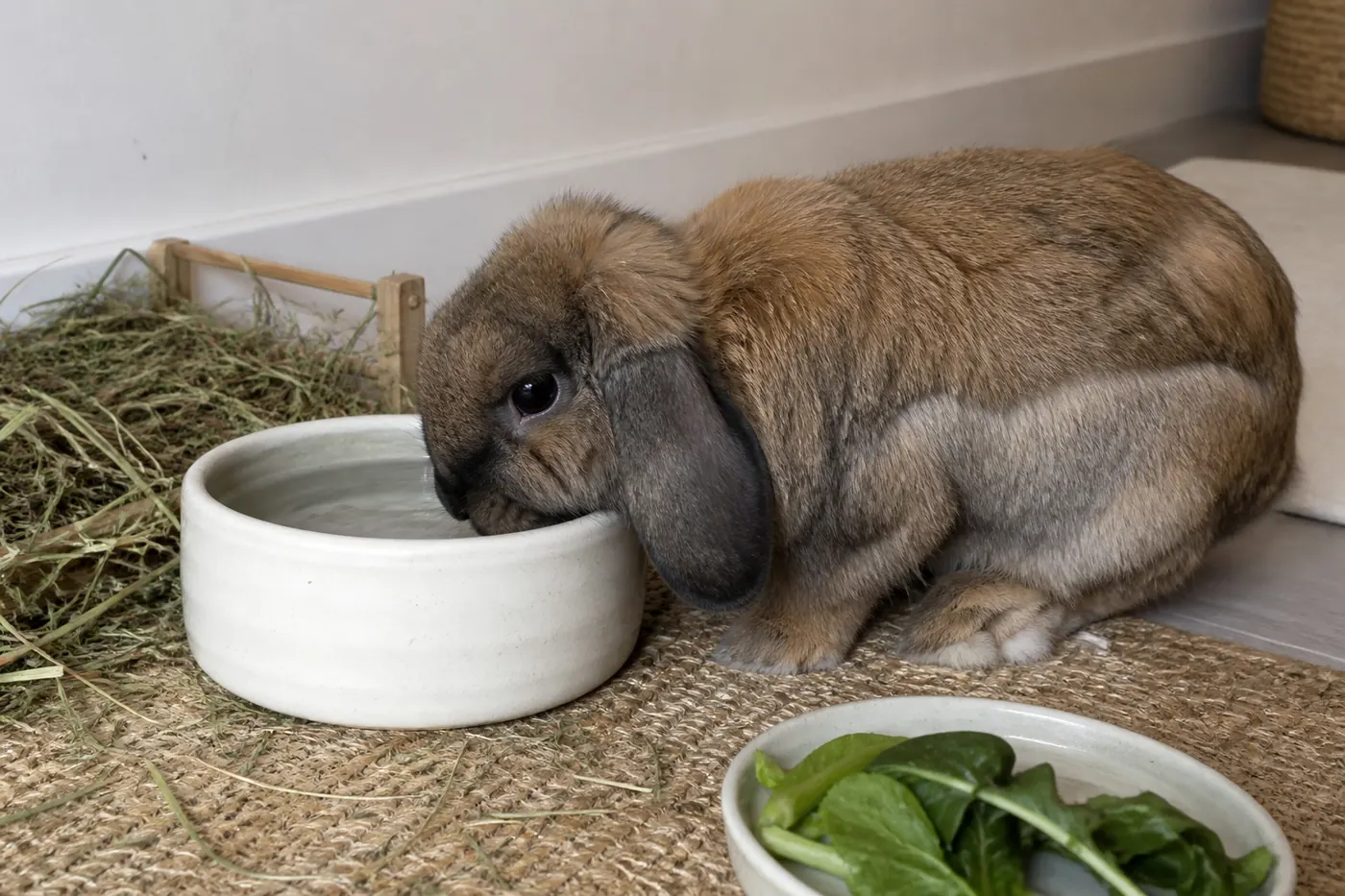 A house rabbit drinking from a ceramic water bowl beside hay and familiar leafy greens on a warm day.