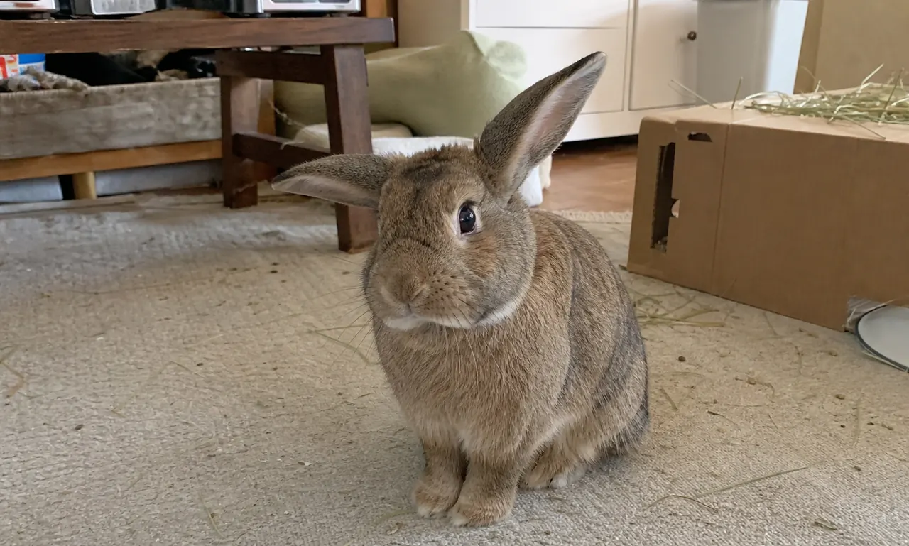 Upright-eared rabbit calmly directing one ear forward and one ear sideways while listening.