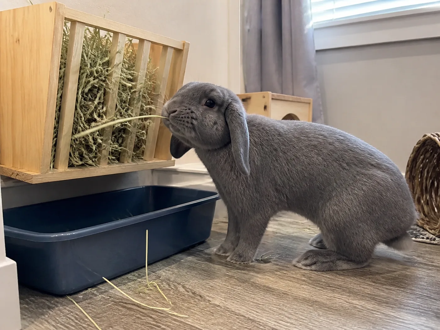 House rabbit naturally pulling timothy hay from a wooden hay rack.