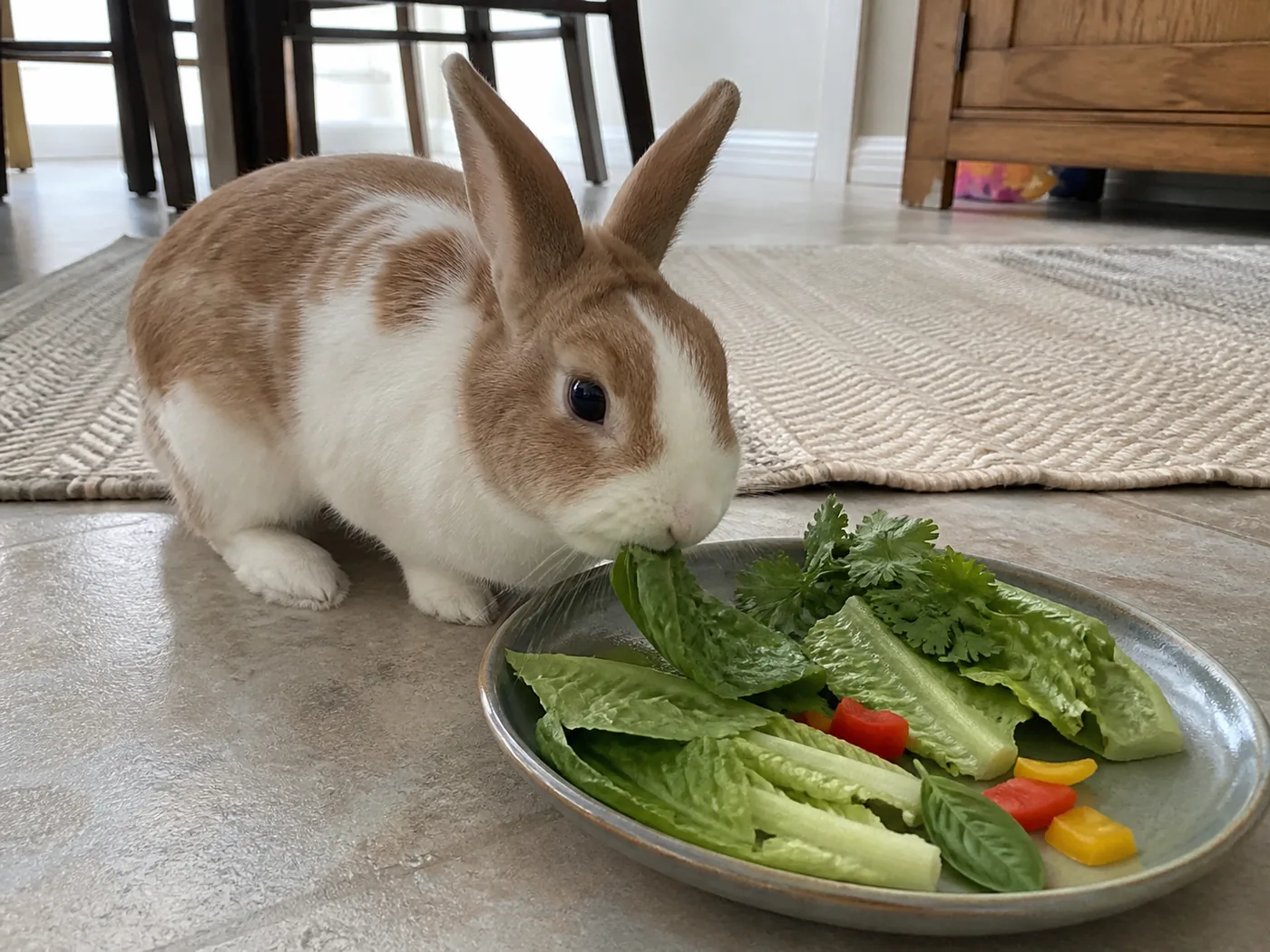 Tan and white rabbit eating a varied plate of safe leafy greens at home.