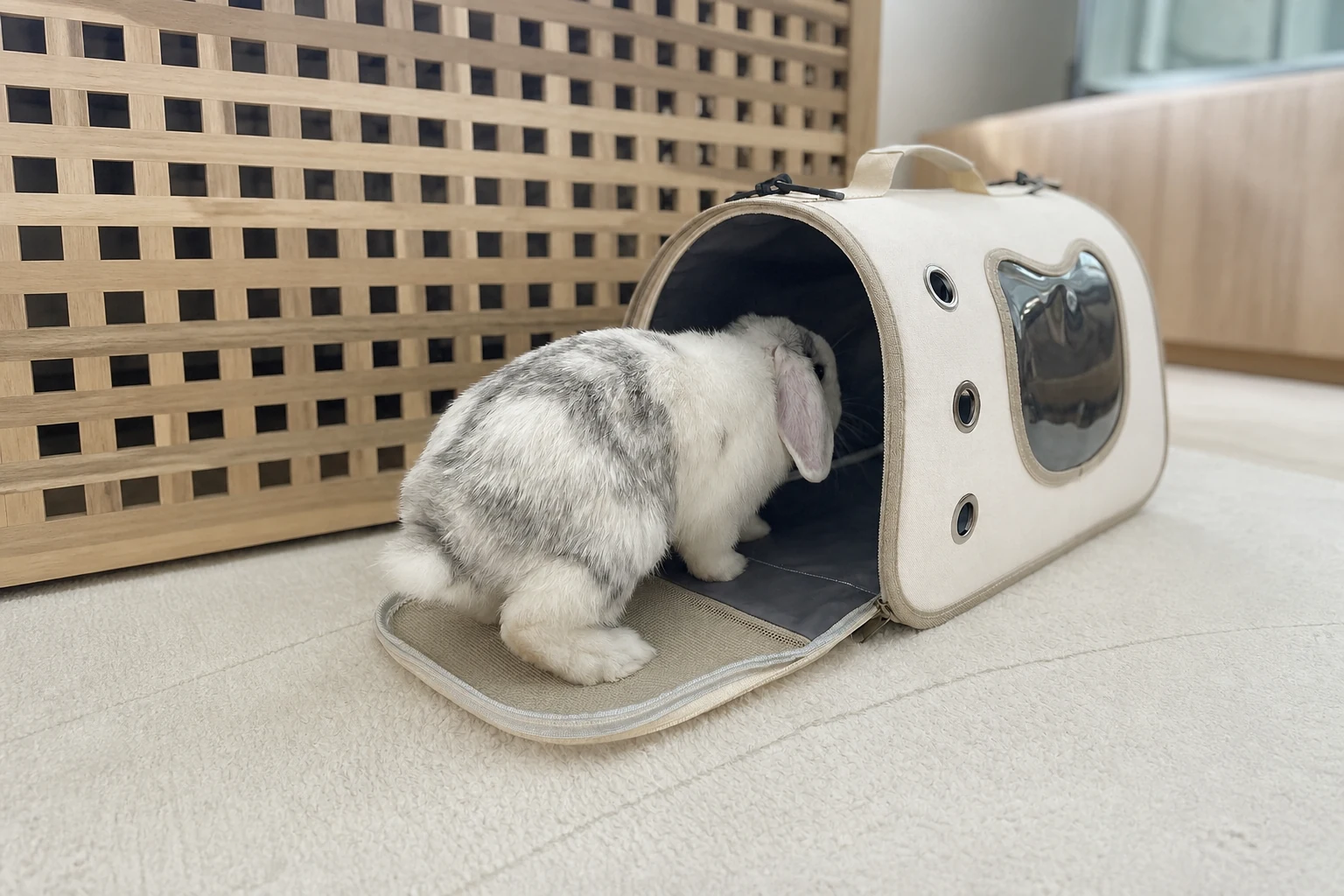 White and grey rabbit calmly entering an open cream carrier at floor level