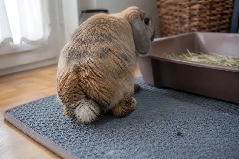 A damp, soiled rabbit bottom near a litter tray, an early warning sign for flystrike risk.