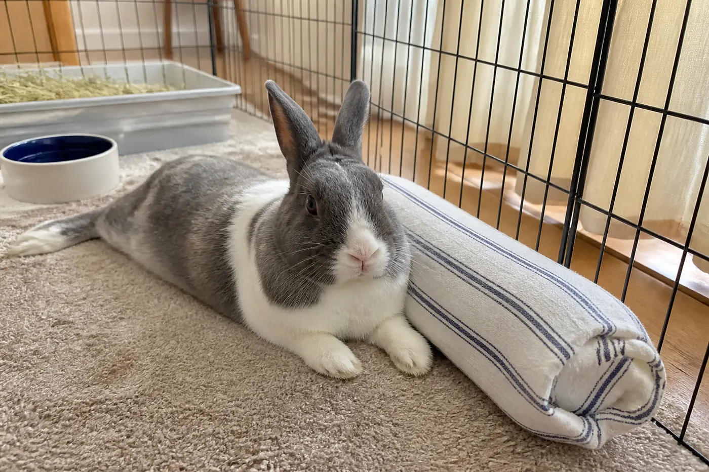 A rabbit resting beside a frozen water bottle completely wrapped in a cotton towel.