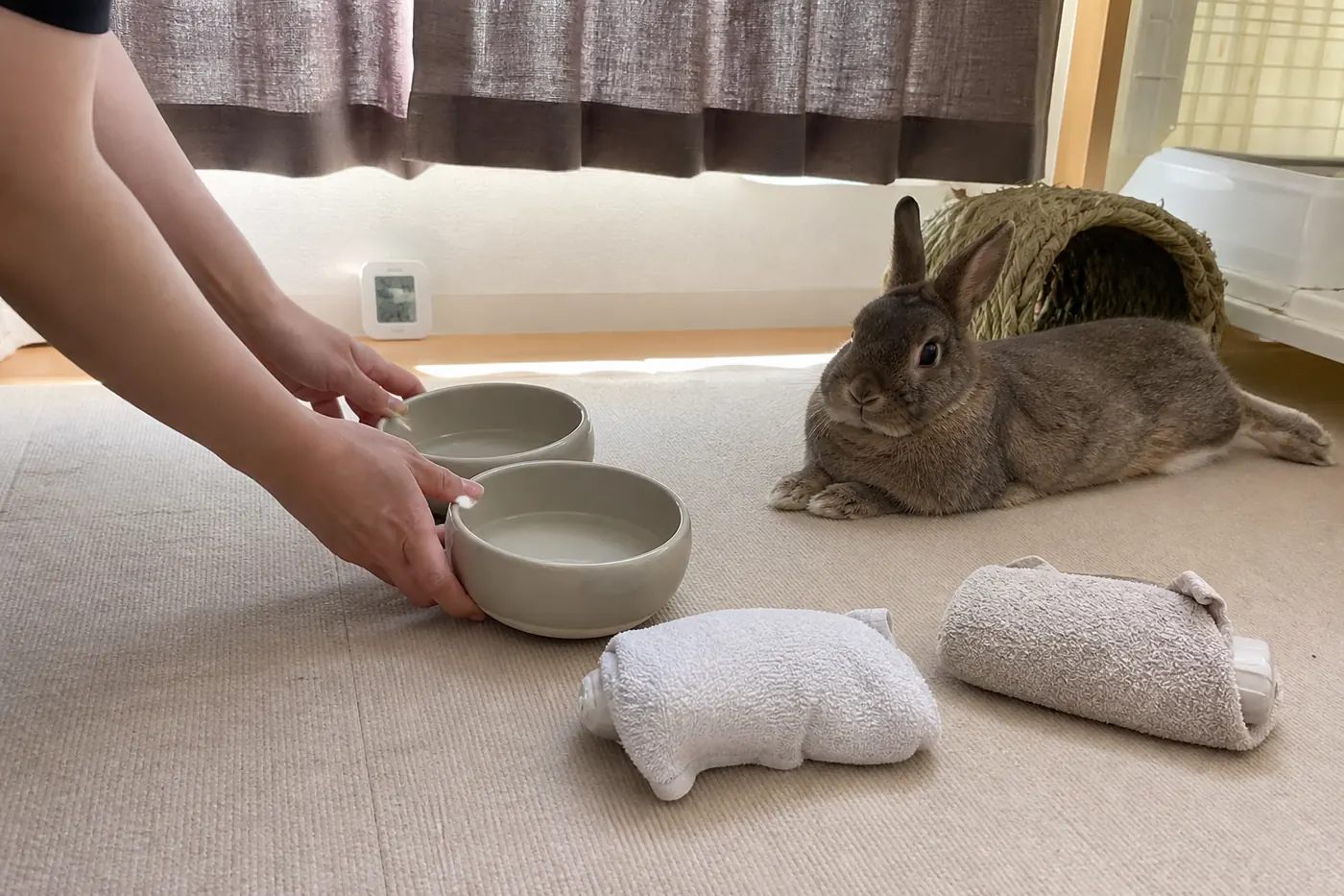 An owner refreshing two water bowls and preparing wrapped frozen bottles for a rabbit before the hottest hours.