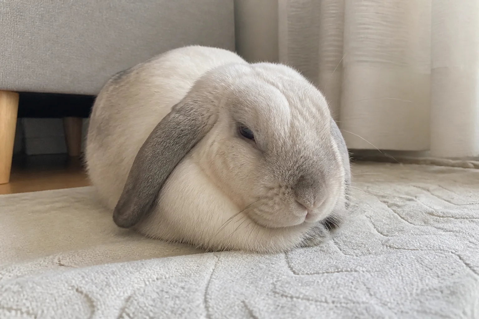 A relaxed lop rabbit lightly sleeping in a loaf with its eyes partly open
