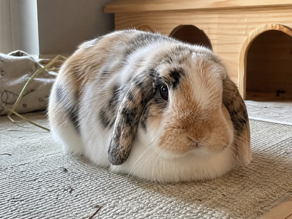 Relaxed lop rabbit resting in a natural loaf position with all paws tucked beneath its body.