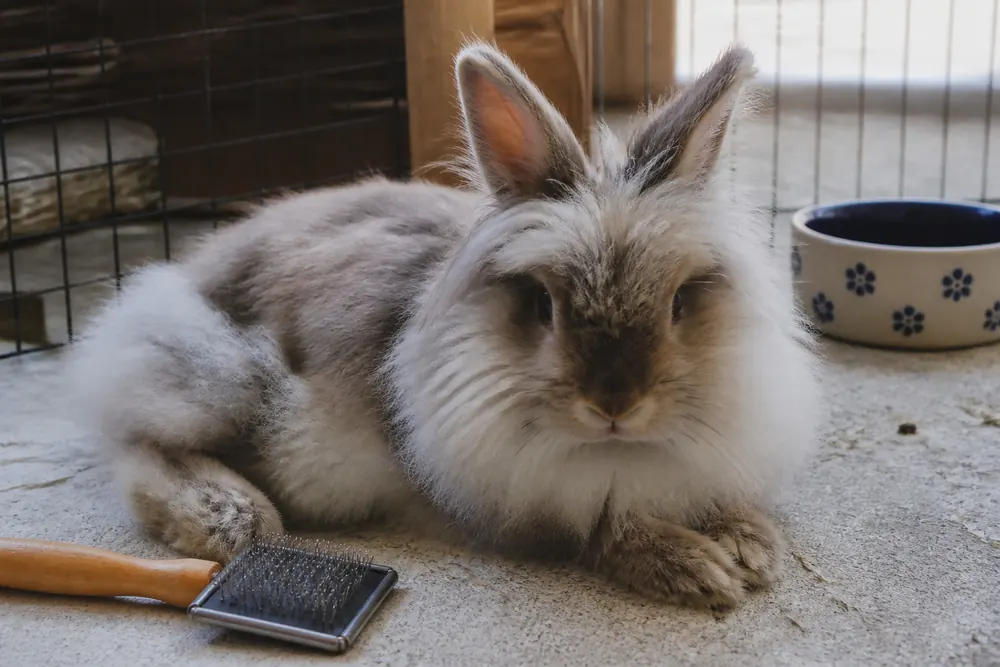 A long-haired rabbit beside a water bowl and grooming brush during warm weather.