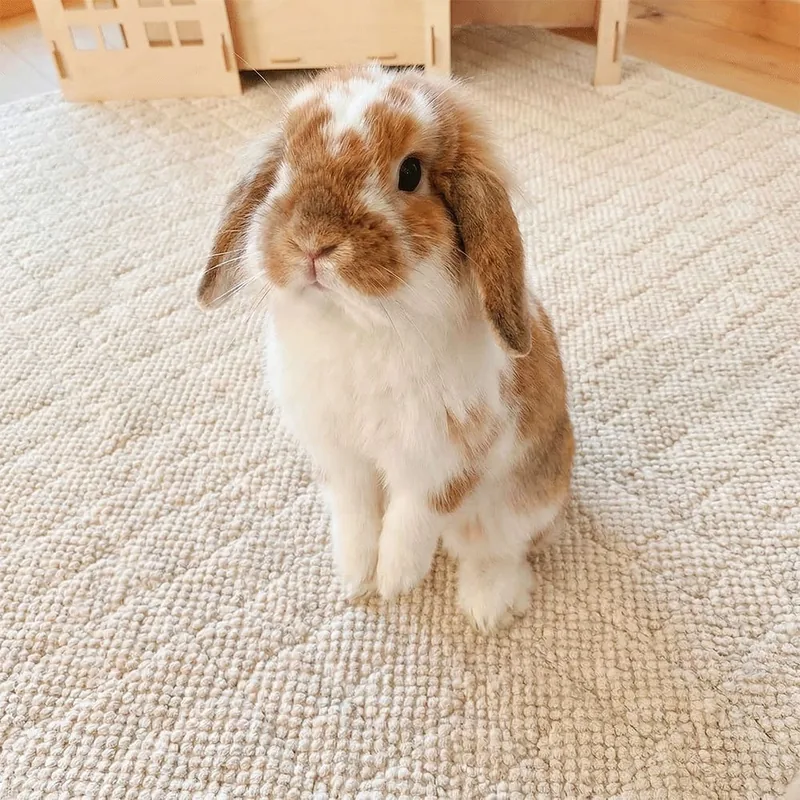 Brown and white lop rabbit standing on the beige Rabbit World corduroy mat.