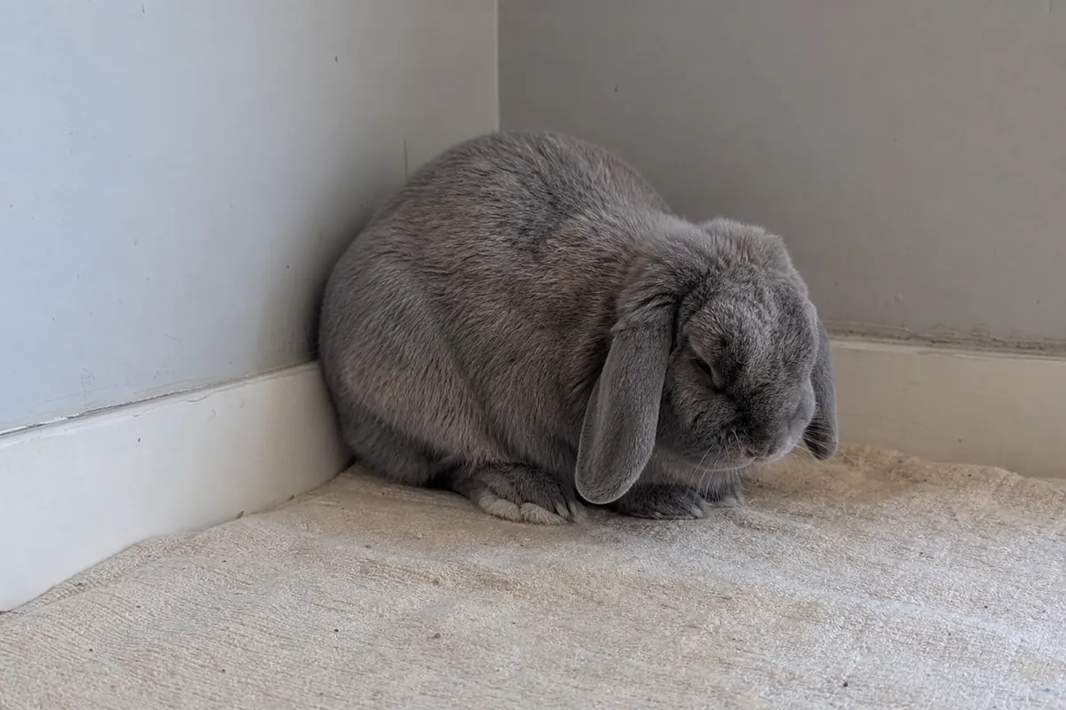 Grey lop rabbit isolated in a corner with a tightly hunched body, lowered head and strongly squinted eyes suggesting pain or discomfort.