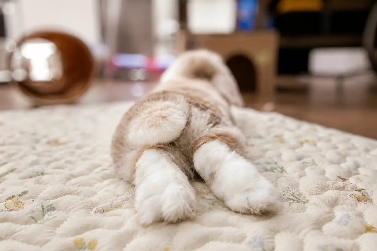 Rear view of a relaxed house rabbit showing the naturally fur-covered undersides of both hind feet while splooting on a beige Rabbit World padded mat.
