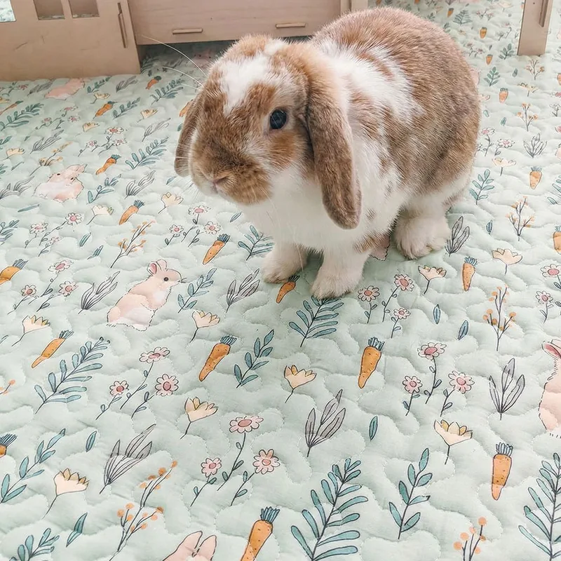Brown and white lop rabbit on the green Rabbit World playmat with bunny and carrot pattern.