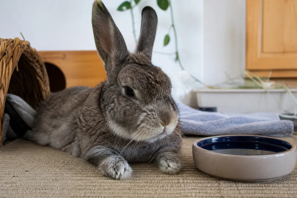 A senior rabbit resting close to a ceramic water bowl in summer.