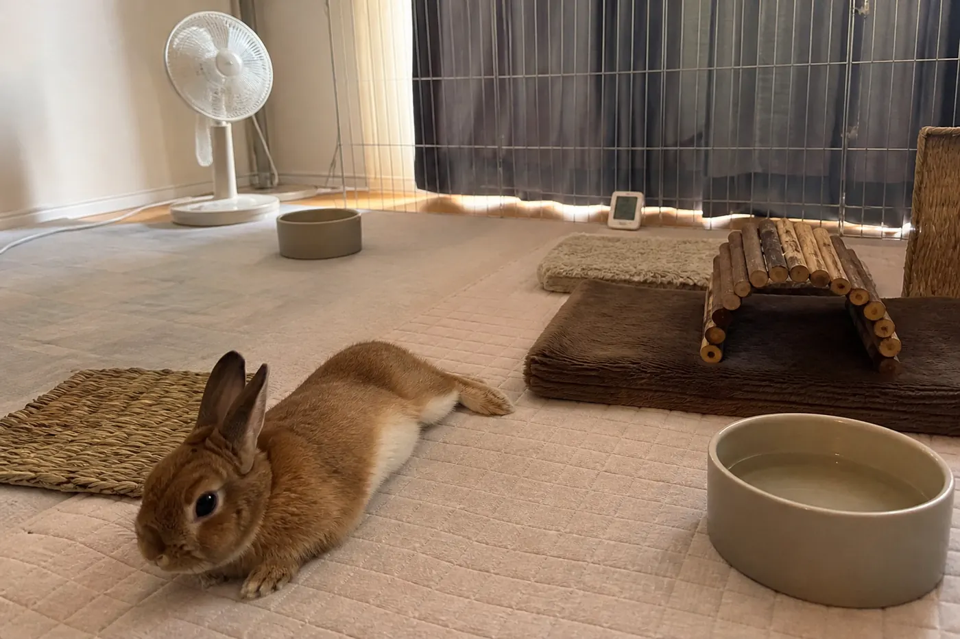 A rabbit resting in a shaded indoor pen with ceramic water bowls and a fan circulating air across the room.
