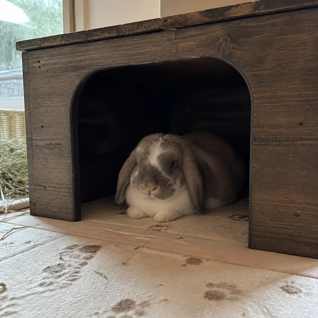 A relaxed lop rabbit resting inside a quiet, darker wooden hideout