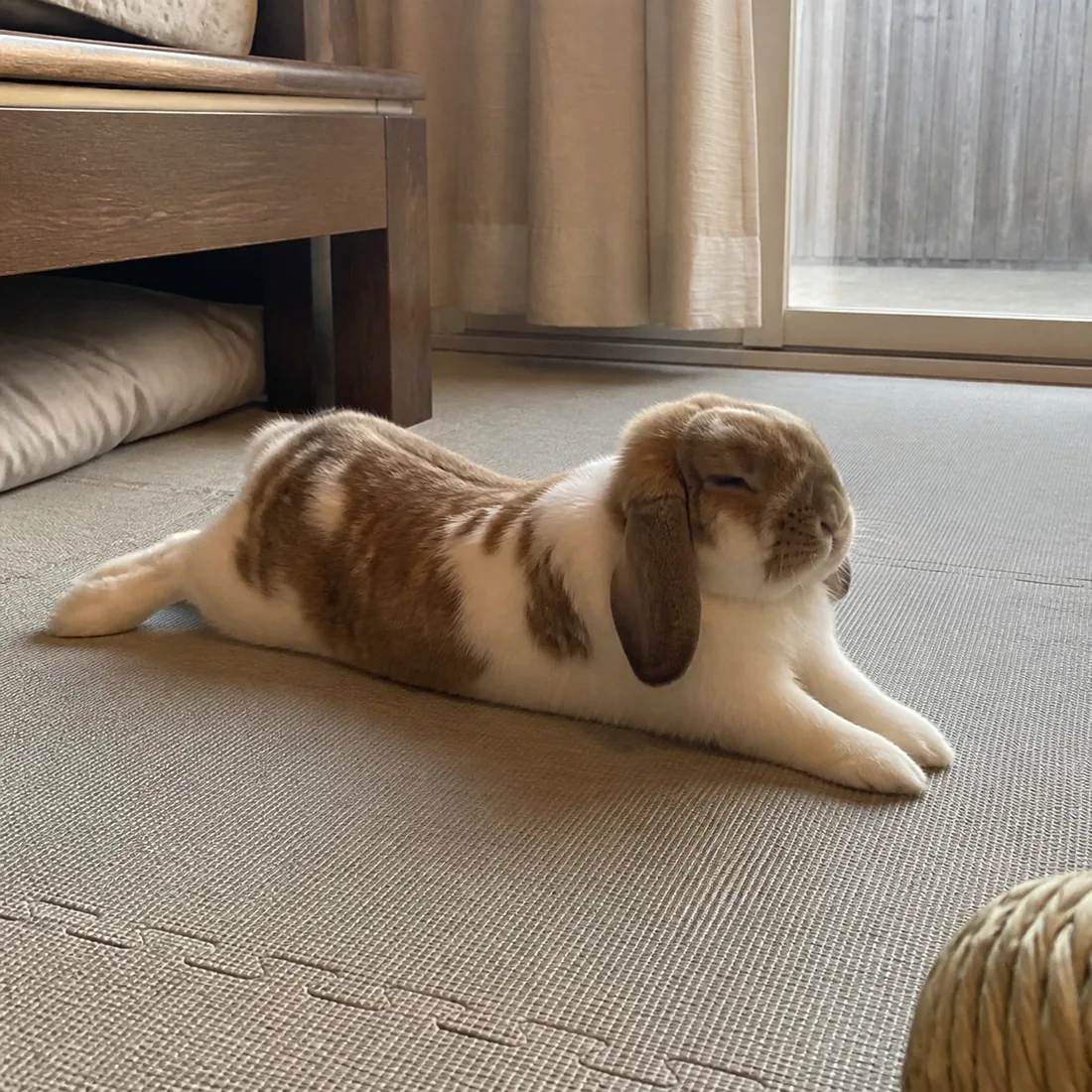 A lop rabbit stretching comfortably on a broad, flat and stable floor mat