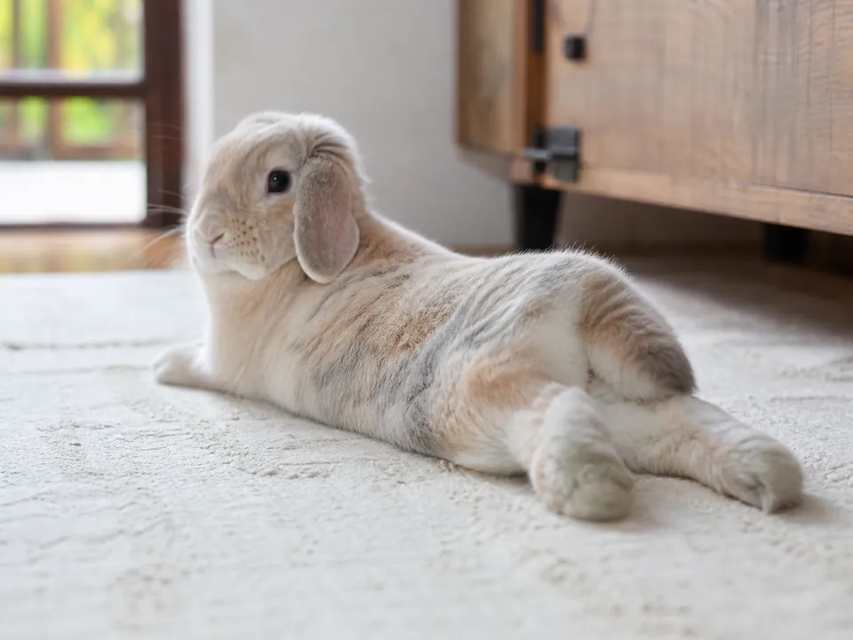 Relaxed lop rabbit in a natural sploot with both hind legs extended behind its body.
