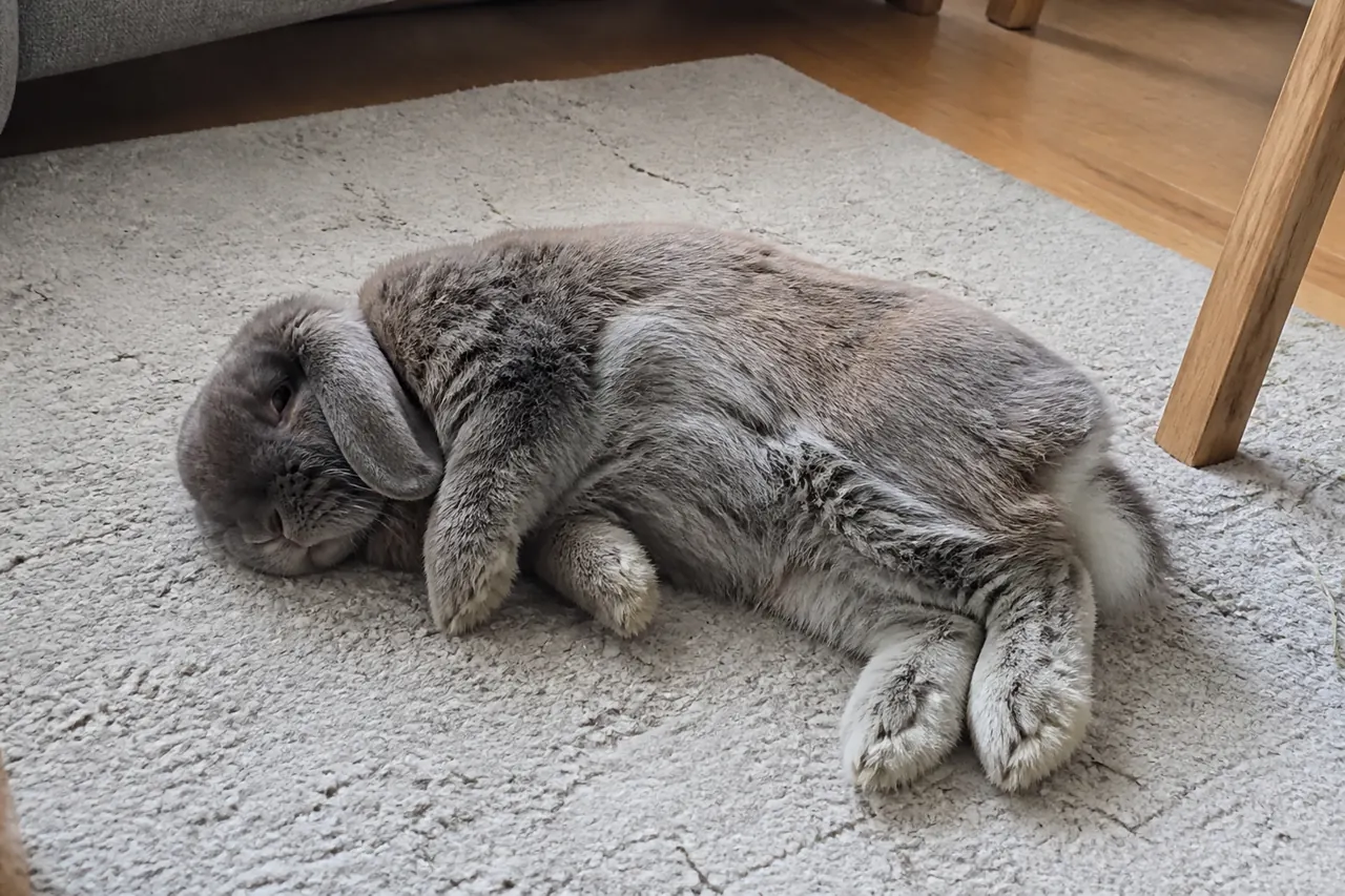 Relaxed lop rabbit lying naturally on its side with loose legs and half-closed eyes.