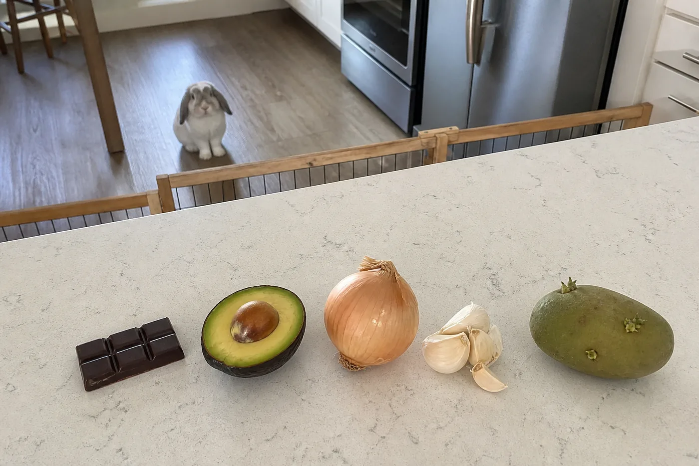 Chocolate, avocado, onion, garlic and sprouted potato kept on a high counter away from a rabbit.