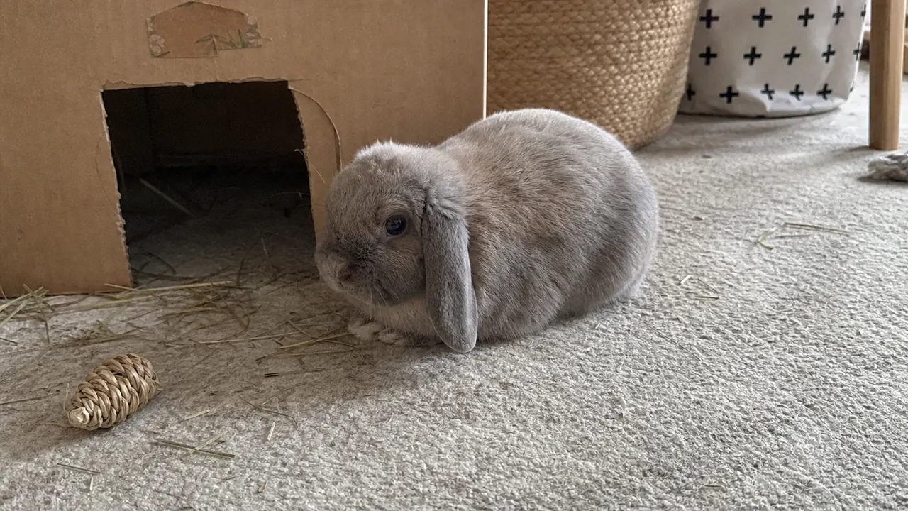 Cautious gray rabbit crouching low beside the open entrance of a cardboard hideout.