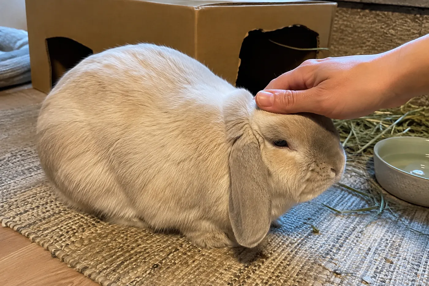 Relaxed cream lop rabbit voluntarily lowering its head for gentle forehead strokes