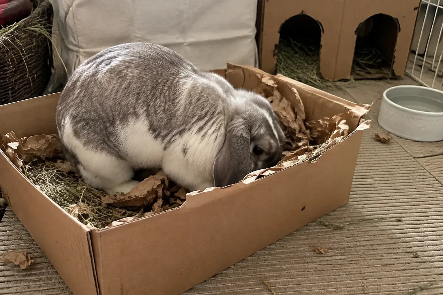Grey and white lop rabbit digging through torn kraft paper and hay in a low cardboard box