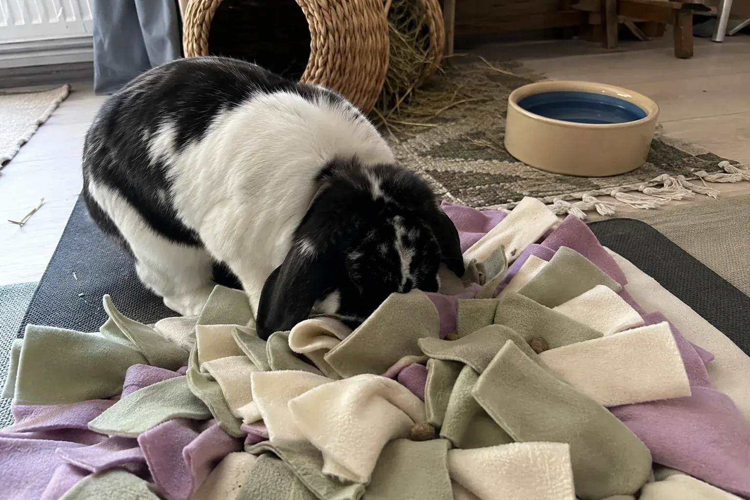 Black and white lop rabbit searching for a few pellets in a muted green and lavender snuffle mat