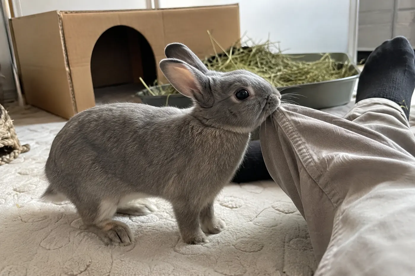 Grey rabbit gently nibbling the folded seam of a loose cotton trouser leg
