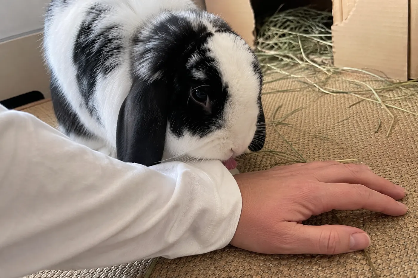 Black and white lop rabbit giving gentle grooming licks to a cotton sleeve cuff