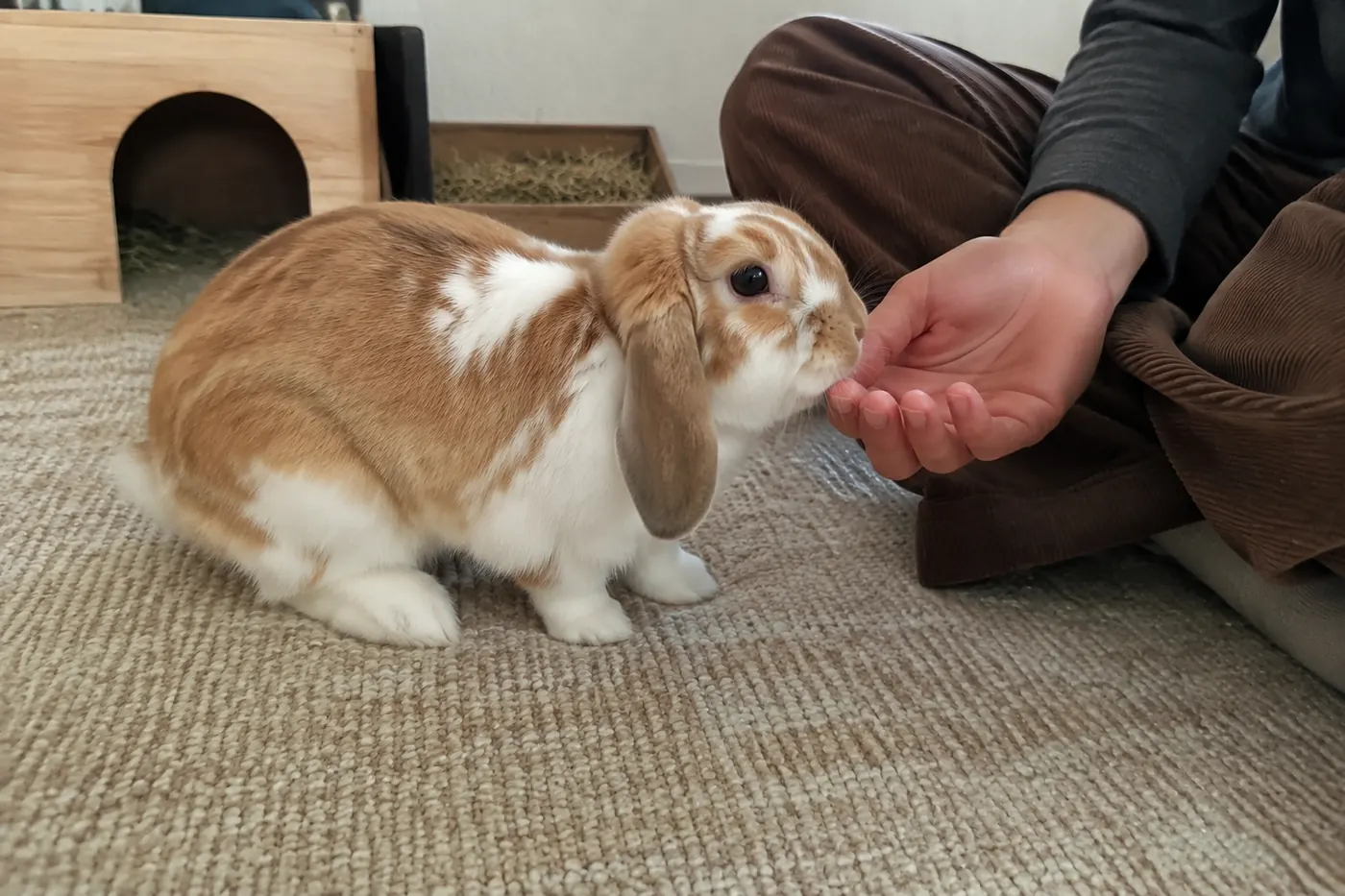 rabbit licking hand