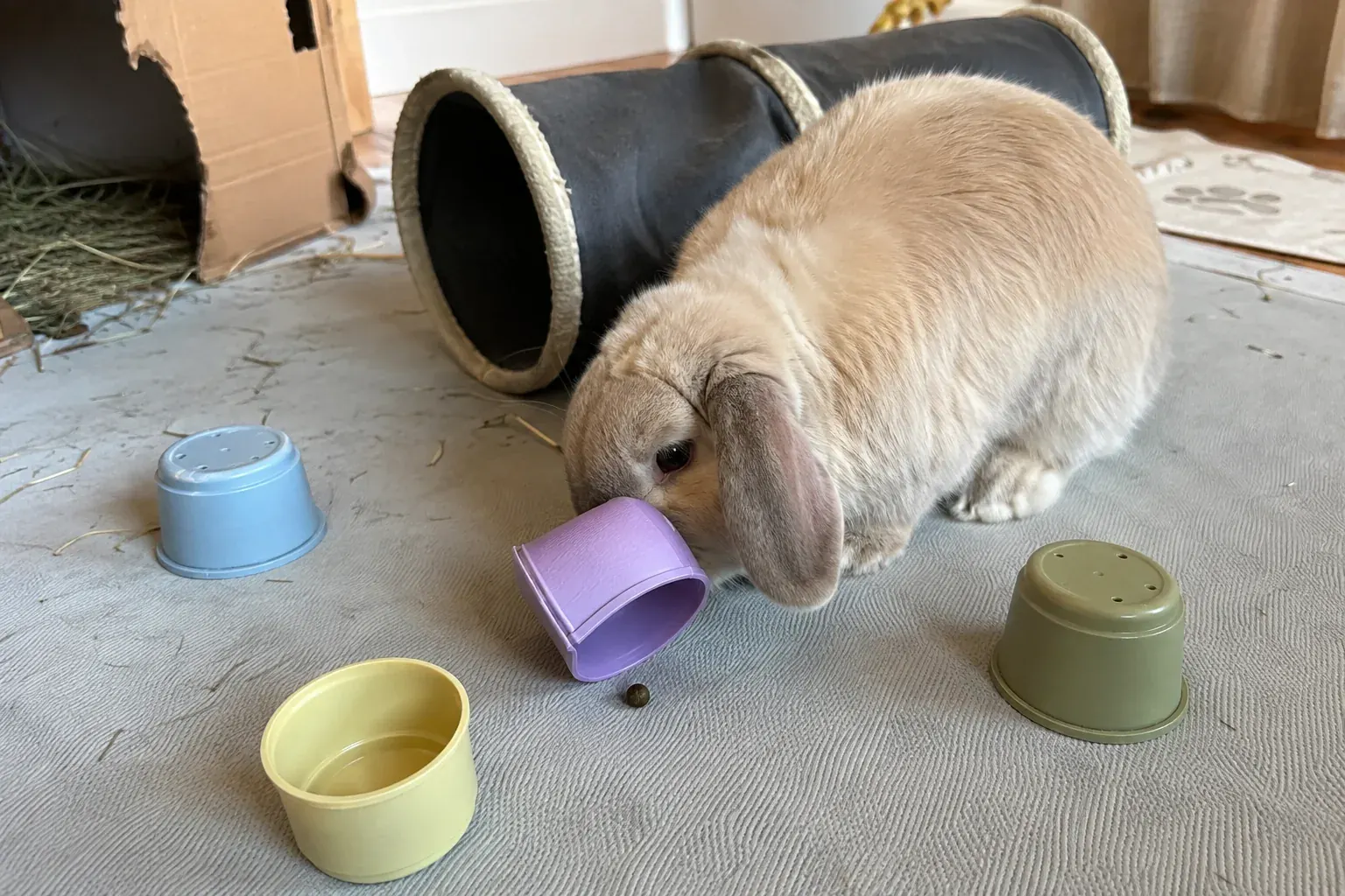 Cream lop rabbit nudging a lavender stacking cup during a relaxed indoor play session